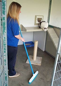 Cleaning cat pen
